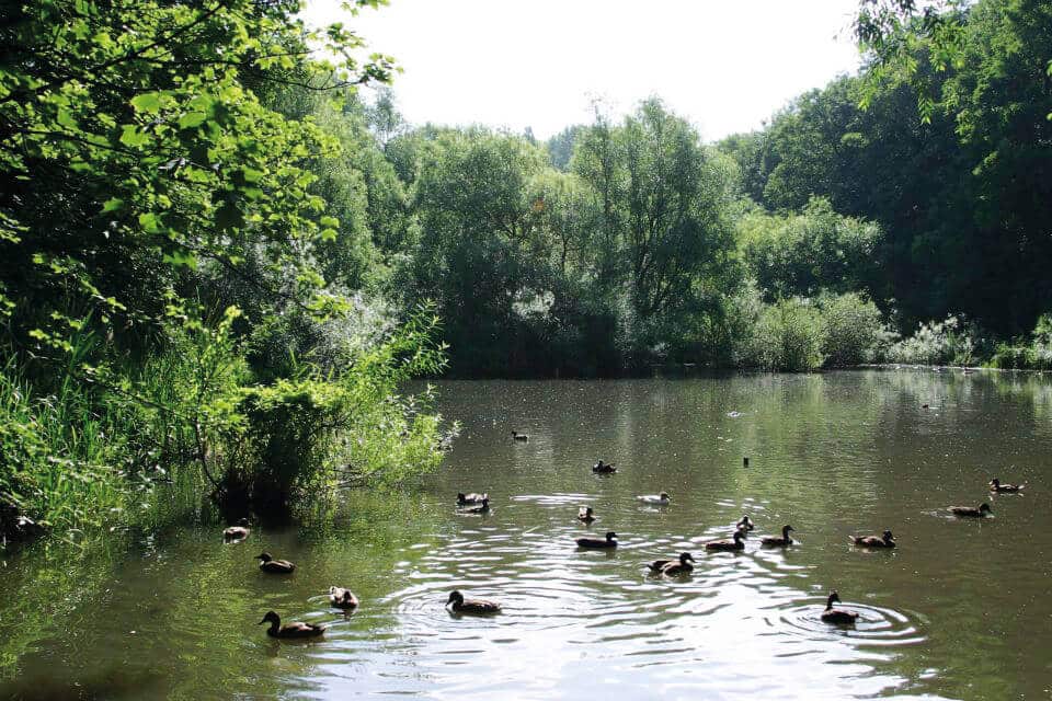 the moeraske great for walks near bbf evere apartments