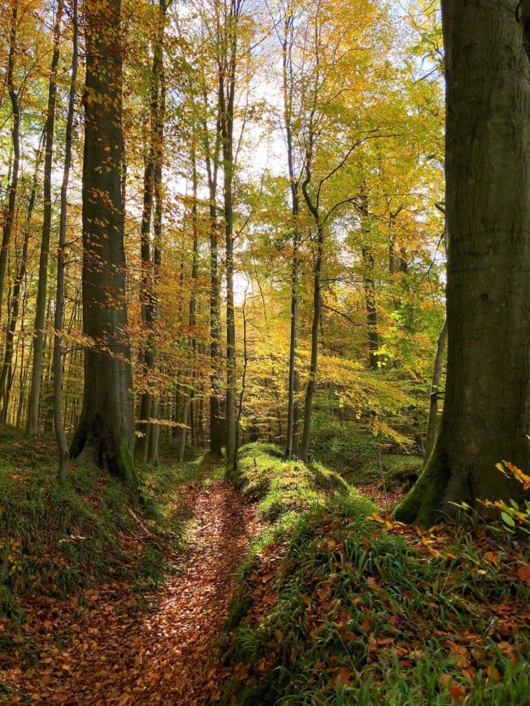 forêt sonian à bruxelles près de BBF Zonian Apartments