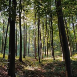 sonian forest a short drive from BBF apartments in woluwe-saint-lambert